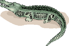 caiman.gif